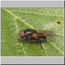 Cheilosia impressa - Gelbfluegelschwebfliege m02.jpg